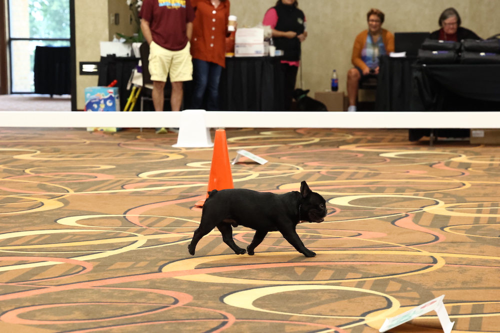 Irresistible “Lapsitter” and Versatile Performer Dog News